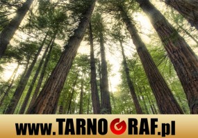 Fototapeta na wymiar - P.H.U. TARNOGRAF - Fabryka Reklamy Tarnobrzeg