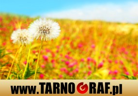 Fototapeta na wymiar - P.H.U. TARNOGRAF - Fabryka Reklamy Tarnobrzeg