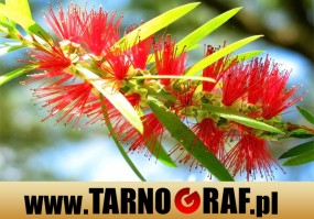 Fototapeta na wymiar - P.H.U. TARNOGRAF - Fabryka Reklamy Tarnobrzeg