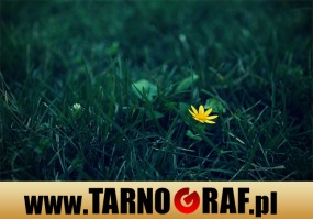 Fototapeta na wymiar - P.H.U. TARNOGRAF - Fabryka Reklamy Tarnobrzeg