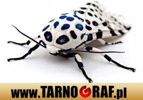 Fototapeta na wymiar - P.H.U. TARNOGRAF - Fabryka Reklamy Tarnobrzeg