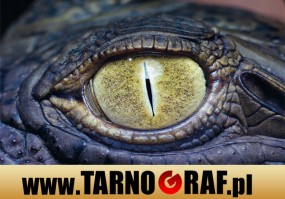 Fototapeta na wymiar - P.H.U. TARNOGRAF - Fabryka Reklamy Tarnobrzeg