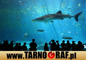 Fototapeta na wymiar - P.H.U. TARNOGRAF - Fabryka Reklamy Tarnobrzeg