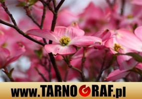 Fototapeta na wymiar - P.H.U. TARNOGRAF - Fabryka Reklamy Tarnobrzeg