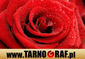 Fototapeta na wymiar - P.H.U. TARNOGRAF - Fabryka Reklamy Tarnobrzeg