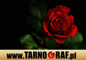 Fototapeta na wymiar - P.H.U. TARNOGRAF - Fabryka Reklamy Tarnobrzeg