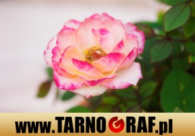 Fototapeta na wymiar - P.H.U. TARNOGRAF - Fabryka Reklamy Tarnobrzeg