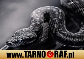 Fototapeta na wymiar - P.H.U. TARNOGRAF - Fabryka Reklamy Tarnobrzeg