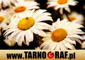 Fototapeta na wymiar - P.H.U. TARNOGRAF - Fabryka Reklamy Tarnobrzeg