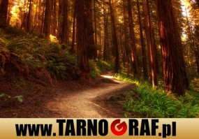 Fototapeta na wymiar - P.H.U. TARNOGRAF - Fabryka Reklamy Tarnobrzeg