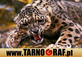 Fototapeta na wymiar - P.H.U. TARNOGRAF - Fabryka Reklamy Tarnobrzeg