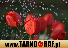 Fototapeta na wymiar - P.H.U. TARNOGRAF - Fabryka Reklamy Tarnobrzeg