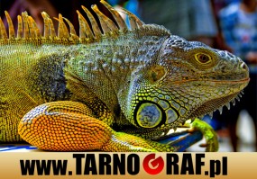 Fototapeta na wymiar - P.H.U. TARNOGRAF - Fabryka Reklamy Tarnobrzeg