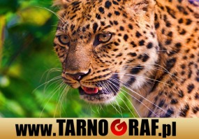 Fototapeta na wymiar - P.H.U. TARNOGRAF - Fabryka Reklamy Tarnobrzeg