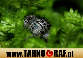 Fototapeta na wymiar - P.H.U. TARNOGRAF - Fabryka Reklamy Tarnobrzeg