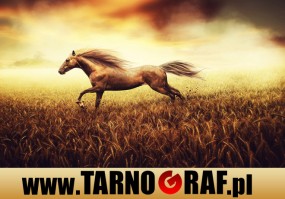 Fototapeta na wymiar - P.H.U. TARNOGRAF - Fabryka Reklamy Tarnobrzeg