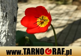 Fototapeta na wymiar - P.H.U. TARNOGRAF - Fabryka Reklamy Tarnobrzeg