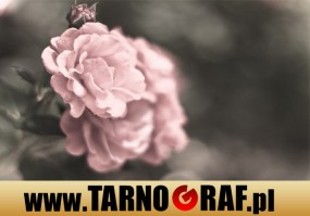 Fototapeta na wymiar - P.H.U. TARNOGRAF - Fabryka Reklamy Tarnobrzeg