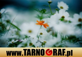 Fototapeta na wymiar - P.H.U. TARNOGRAF - Fabryka Reklamy Tarnobrzeg