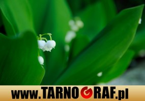 Fototapeta na wymiar - P.H.U. TARNOGRAF - Fabryka Reklamy Tarnobrzeg