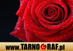 Fototapeta na wymiar - P.H.U. TARNOGRAF - Fabryka Reklamy Tarnobrzeg