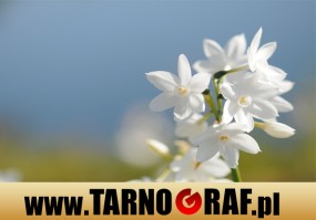 Fototapeta na wymiar - P.H.U. TARNOGRAF - Fabryka Reklamy Tarnobrzeg