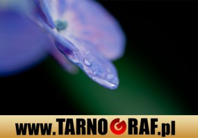 Fototapeta na wymiar - P.H.U. TARNOGRAF - Fabryka Reklamy Tarnobrzeg