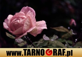 Fototapeta na wymiar - P.H.U. TARNOGRAF - Fabryka Reklamy Tarnobrzeg