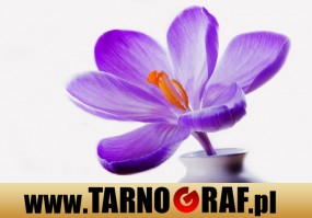 Fototapeta na wymiar - P.H.U. TARNOGRAF - Fabryka Reklamy Tarnobrzeg