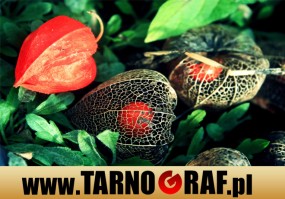 Fototapeta na wymiar - P.H.U. TARNOGRAF - Fabryka Reklamy Tarnobrzeg