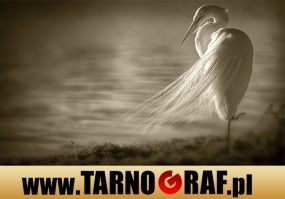 Fototapeta na wymiar - P.H.U. TARNOGRAF - Fabryka Reklamy Tarnobrzeg