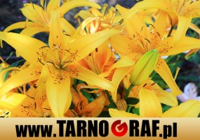 Fototapeta na wymiar - P.H.U. TARNOGRAF - Fabryka Reklamy Tarnobrzeg