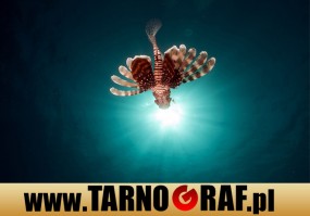 Fototapeta na wymiar - P.H.U. TARNOGRAF - Fabryka Reklamy Tarnobrzeg