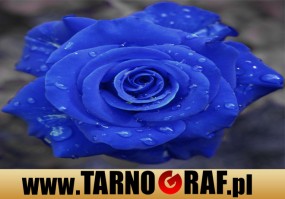 Fototapeta na wymiar - P.H.U. TARNOGRAF - Fabryka Reklamy Tarnobrzeg