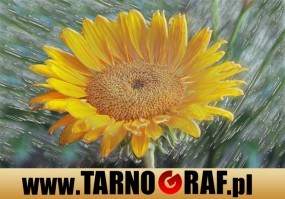 Fototapeta na wymiar - P.H.U. TARNOGRAF - Fabryka Reklamy Tarnobrzeg