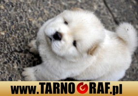 Fototapeta na wymiar - P.H.U. TARNOGRAF - Fabryka Reklamy Tarnobrzeg