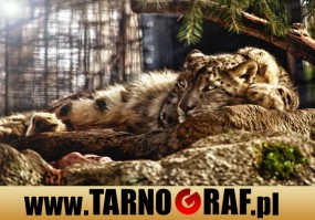 Fototapeta na wymiar - P.H.U. TARNOGRAF - Fabryka Reklamy Tarnobrzeg