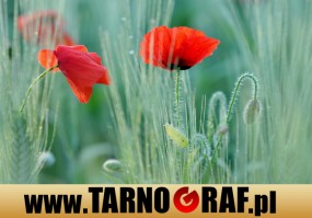 Fototapeta na wymiar - P.H.U. TARNOGRAF - Fabryka Reklamy Tarnobrzeg