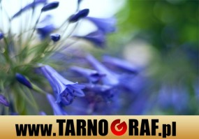 Fototapeta na wymiar - P.H.U. TARNOGRAF - Fabryka Reklamy Tarnobrzeg