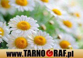 Fototapeta na wymiar - P.H.U. TARNOGRAF - Fabryka Reklamy Tarnobrzeg