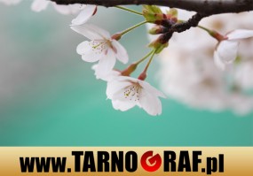 Fototapeta na wymiar - P.H.U. TARNOGRAF - Fabryka Reklamy Tarnobrzeg