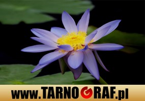 Fototapeta na wymiar - P.H.U. TARNOGRAF - Fabryka Reklamy Tarnobrzeg