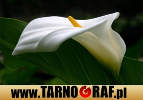 Fototapeta na wymiar - P.H.U. TARNOGRAF - Fabryka Reklamy Tarnobrzeg