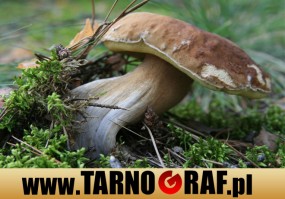 Fototapeta na wymiar - P.H.U. TARNOGRAF - Fabryka Reklamy Tarnobrzeg