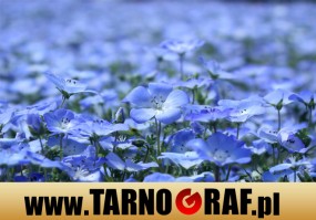 Fototapeta na wymiar - P.H.U. TARNOGRAF - Fabryka Reklamy Tarnobrzeg