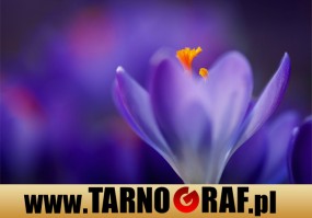 Fototapeta na wymiar - P.H.U. TARNOGRAF - Fabryka Reklamy Tarnobrzeg