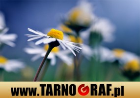 Fototapeta na wymiar - P.H.U. TARNOGRAF - Fabryka Reklamy Tarnobrzeg