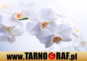 Fototapeta na wymiar - P.H.U. TARNOGRAF - Fabryka Reklamy Tarnobrzeg