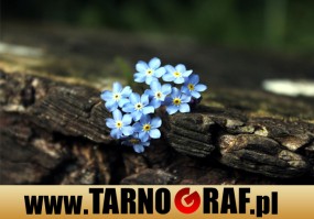 Fototapeta na wymiar - P.H.U. TARNOGRAF - Fabryka Reklamy Tarnobrzeg