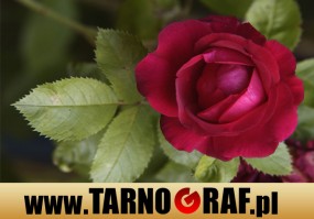 Fototapeta na wymiar - P.H.U. TARNOGRAF - Fabryka Reklamy Tarnobrzeg